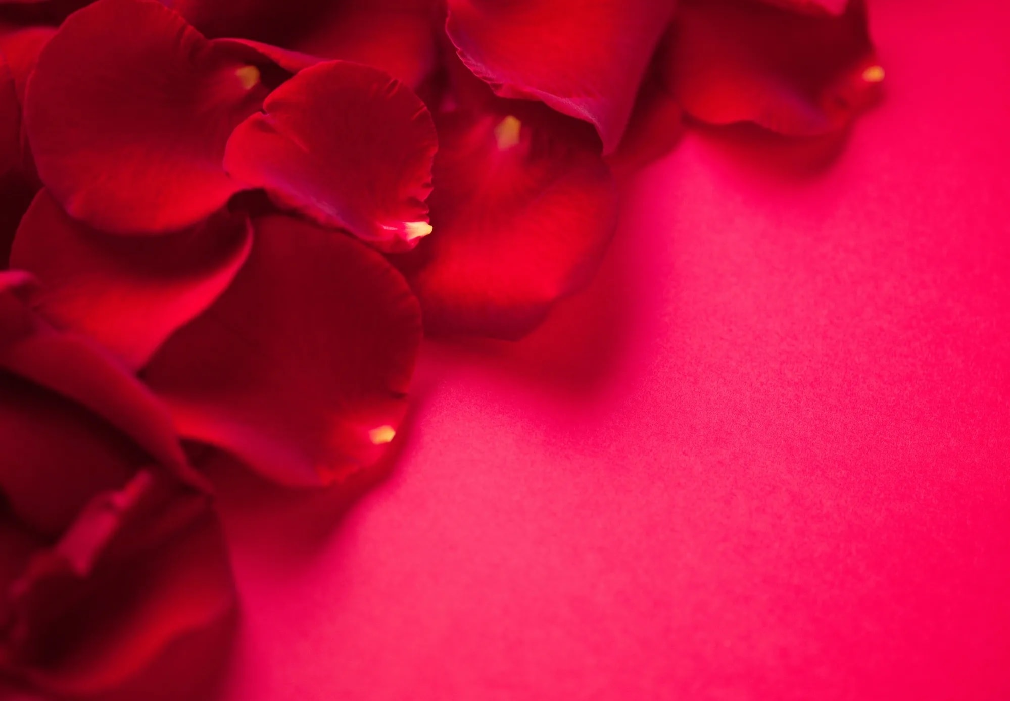 Rose Petal Setup